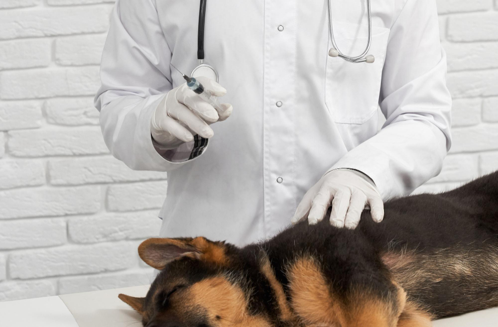 Rabies Vaccination
